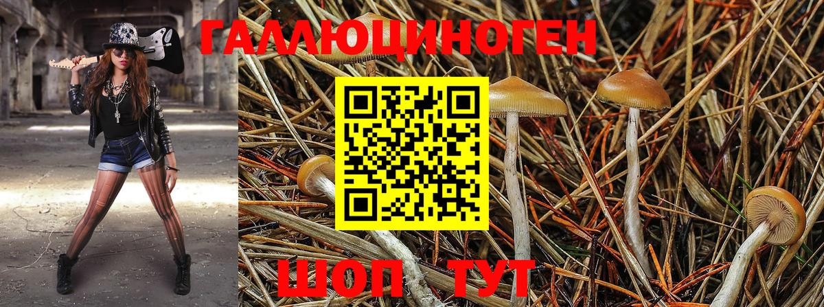 Псилоцибиновые грибы Psilocybine cubensis  Вход с VPN  Мценск 